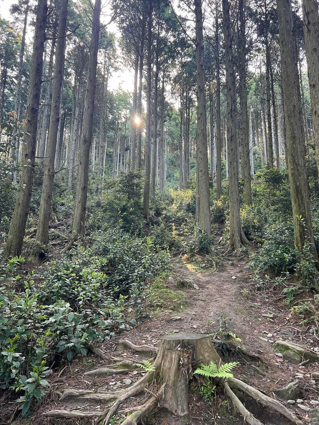 八郎岳登山口-八郎岳-小八郎岳-千々峠-佐敷岳-松尾岳-松 周回コースの写真
