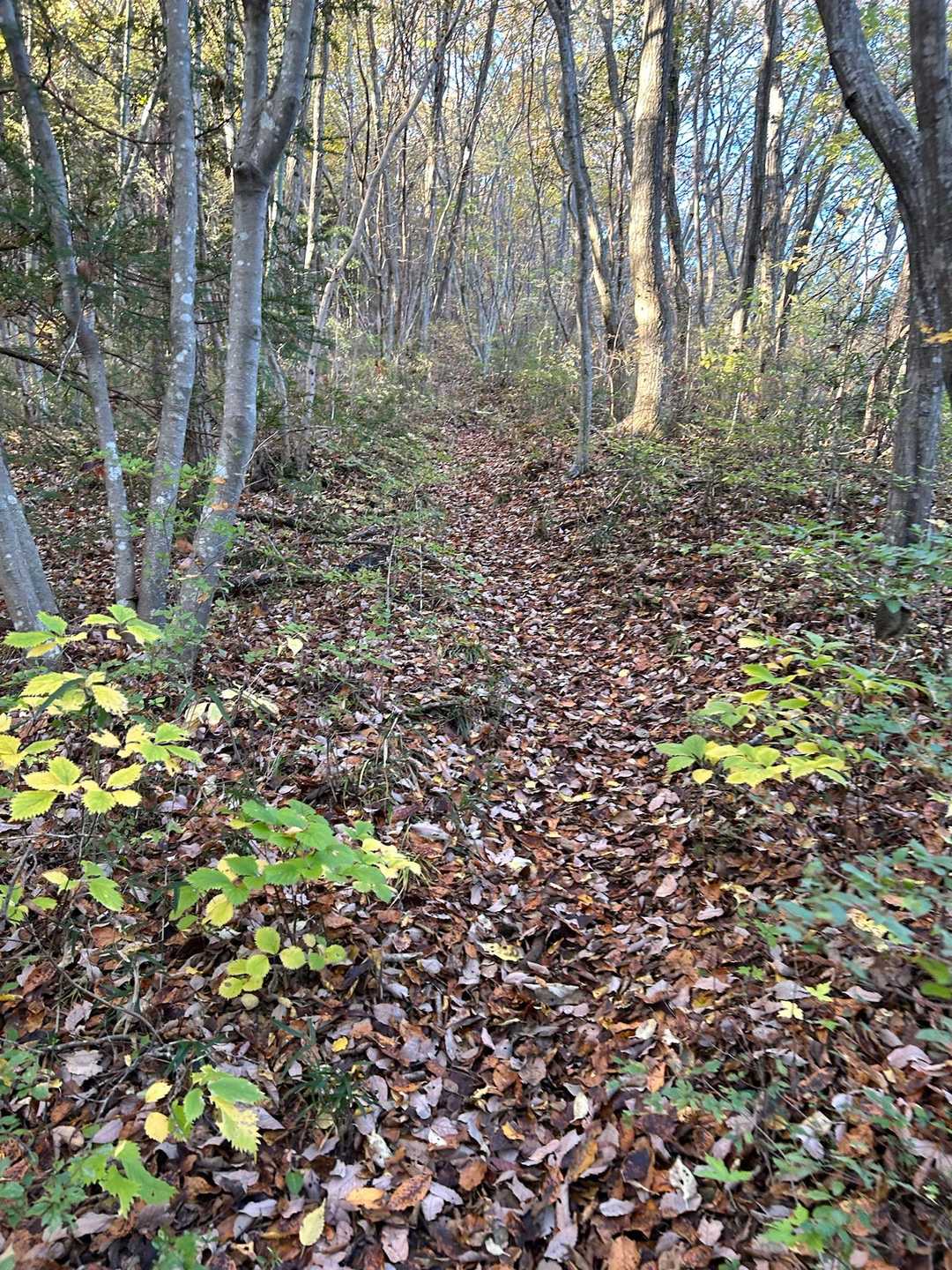 土岳の公園感と違い、こちらは登山に来た感があります。