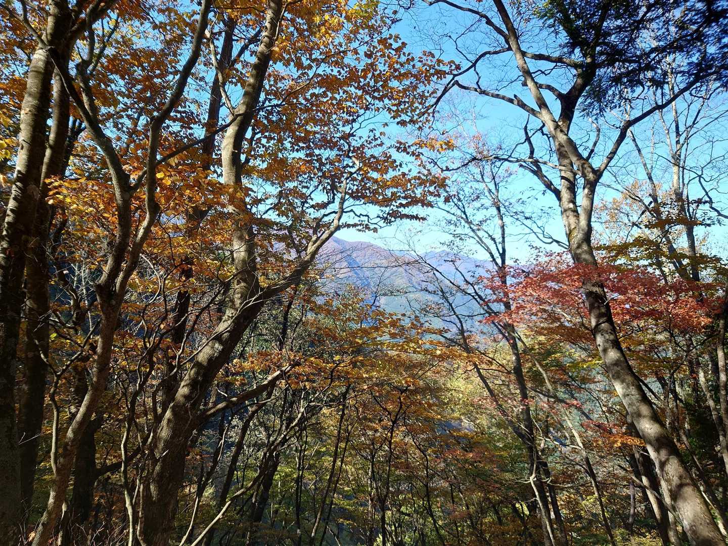 木々の隙間からの眺望