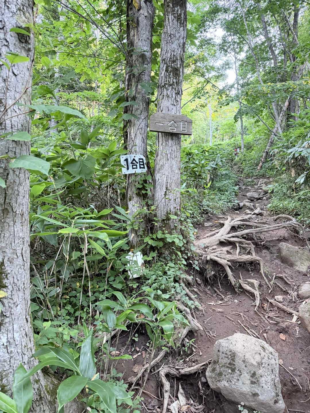 比羅夫登山口-羊蹄山-羊蹄山-真狩登山口 縦走コースの写真