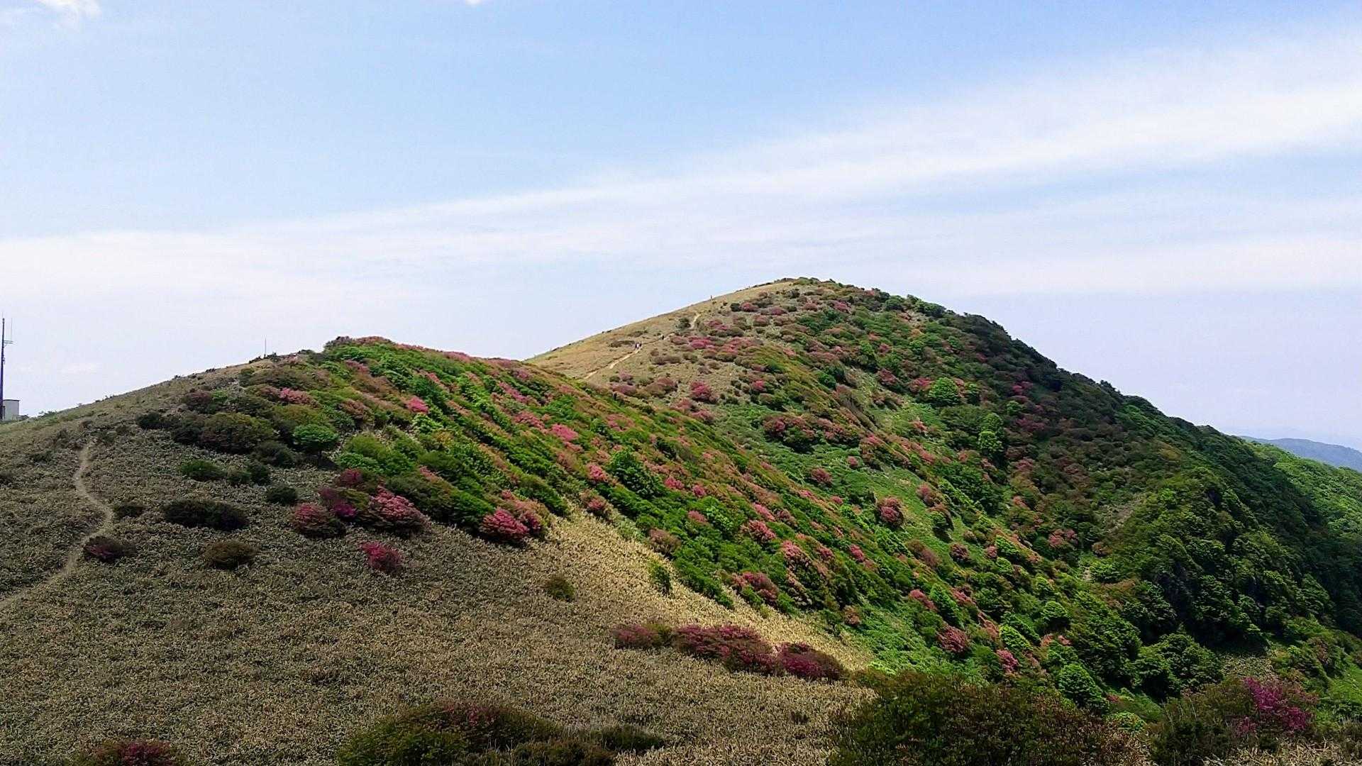 大川嶺分岐点-大川嶺-笠取山 往復コースの写真