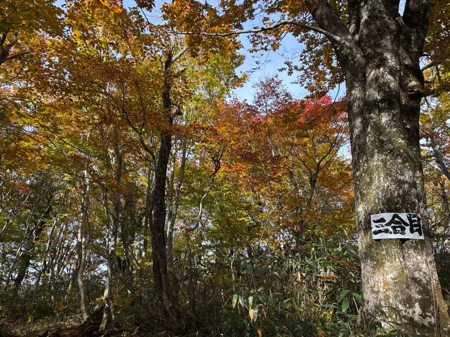 荒沢登山口-田代岳 往復コースの写真