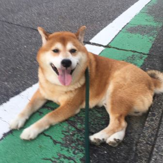 柴犬りゅうちゃん