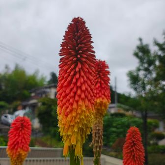 オレンジ色の螺髪かと🙏...南アフリカ原産のトリトマ(シャグマユリ)とな😙