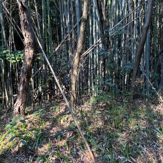 何故、撮ったのかわからない