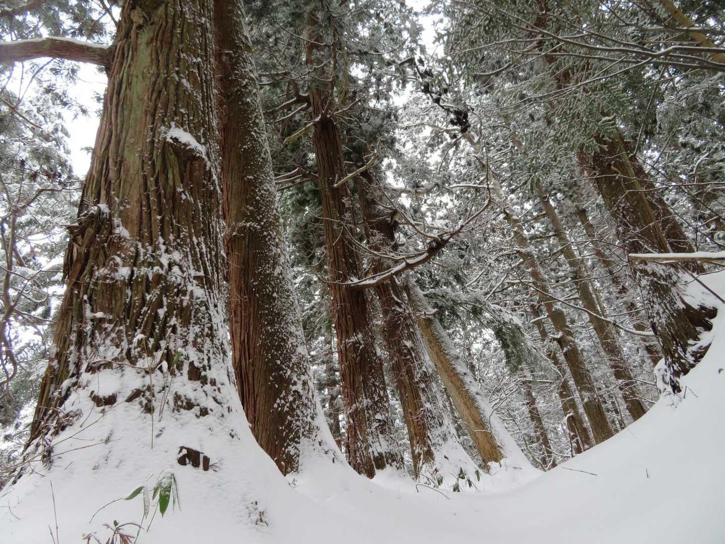 青龍寺登山口-金峯山-鎧ヶ峰 周回コースの写真