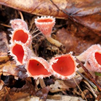 シロキツネノサカズキモドキ
(白狐の盃擬き)