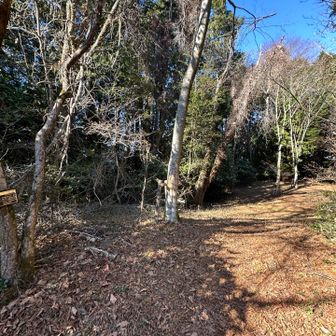 この辺が大平山山頂。山頂碑などはない