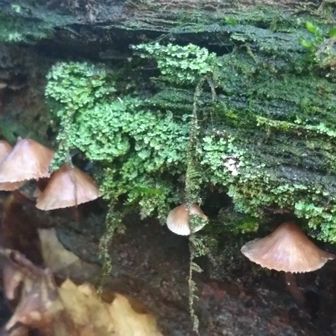 笠地蔵の笠のような🍄