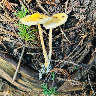 不明菌。