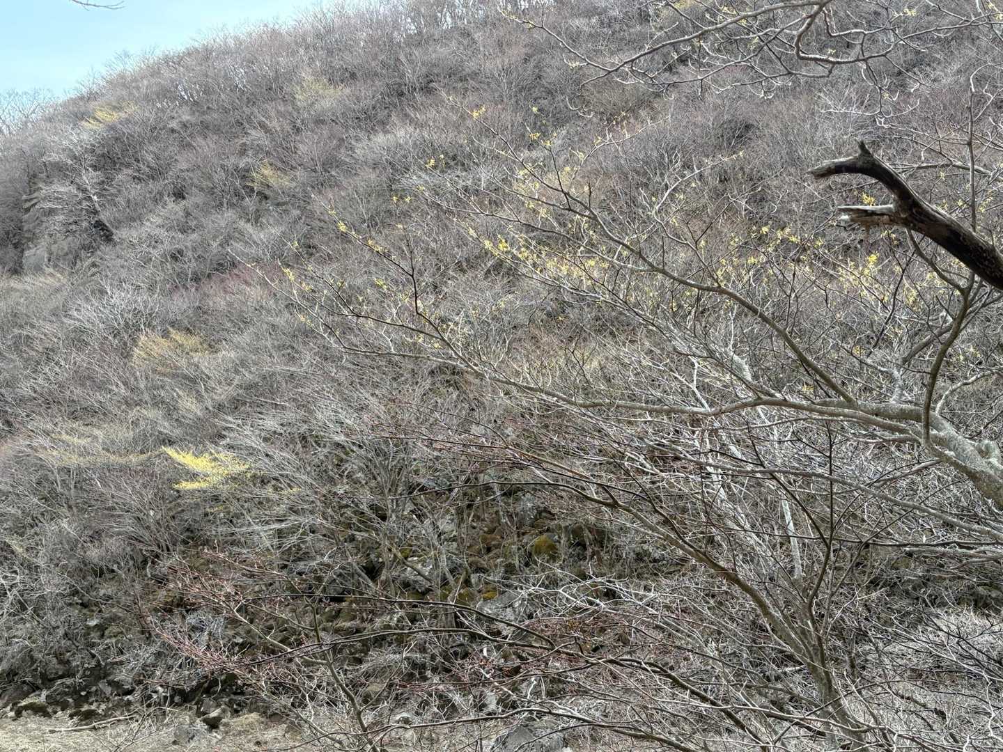 佐渡窪周辺には
所々にマンサクの花🌼