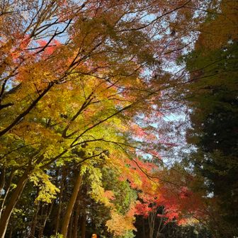 下山開始です。ところどころ残った紅葉楽しみながら下ります