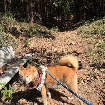 妙義山ルートで登り直すか