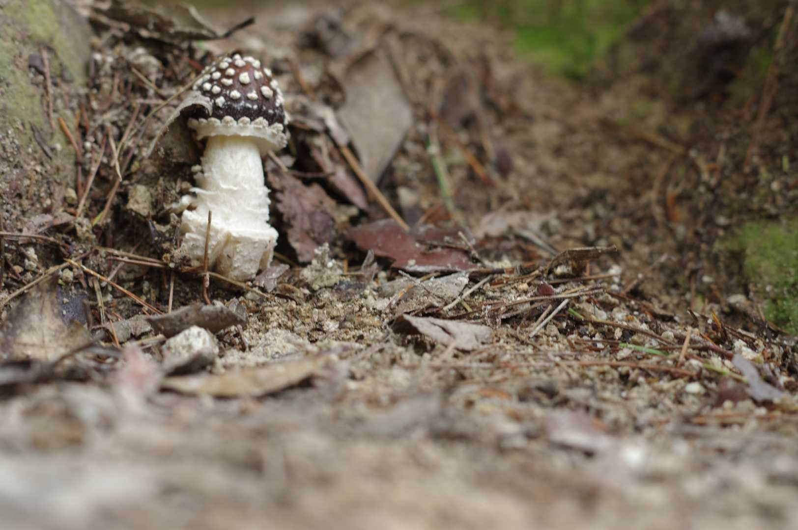毒🍄？