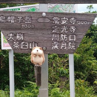 ハリー&シュート