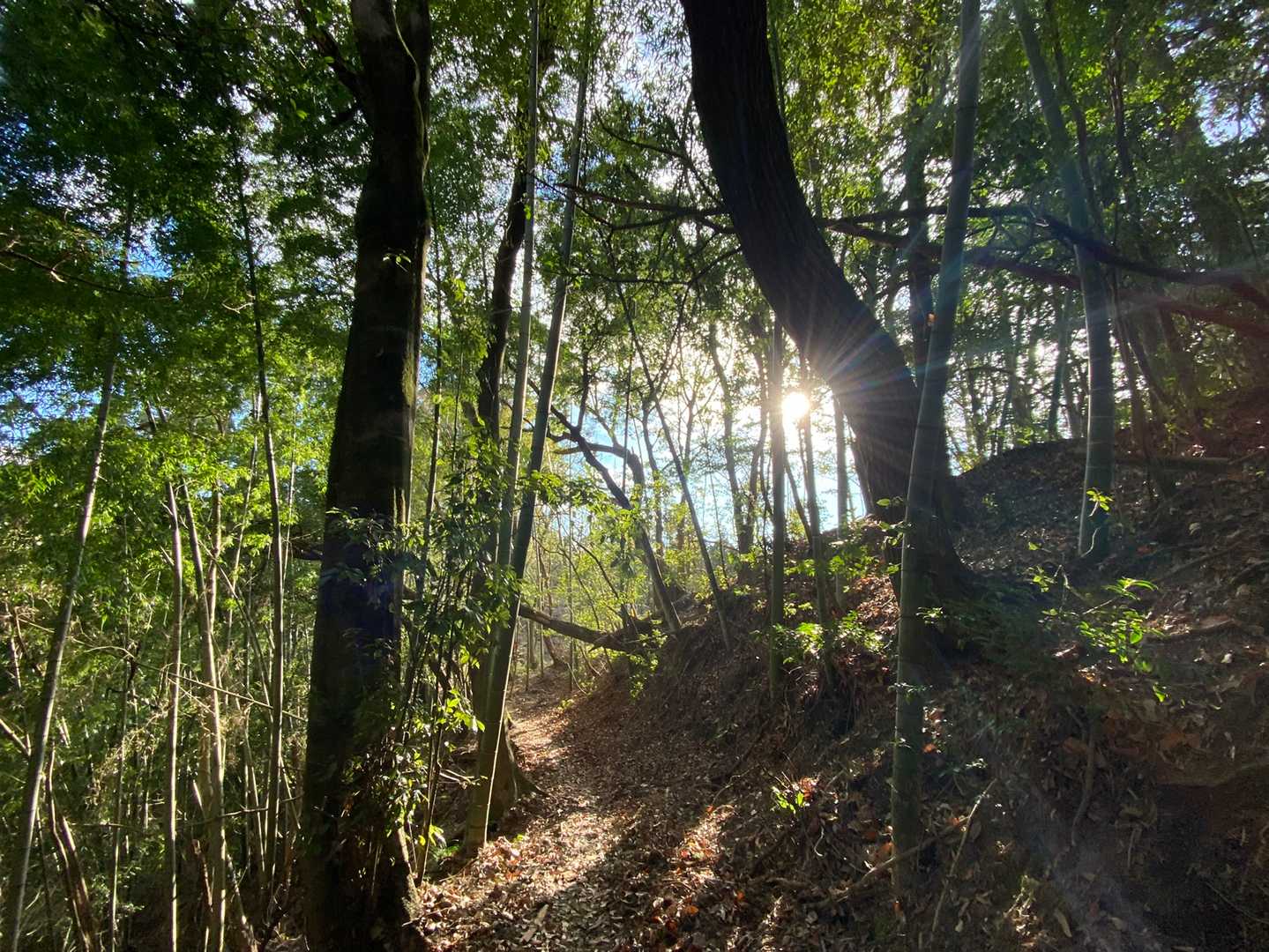 城山-矢岳 周回コースの写真