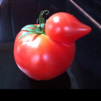 よーこねーさん