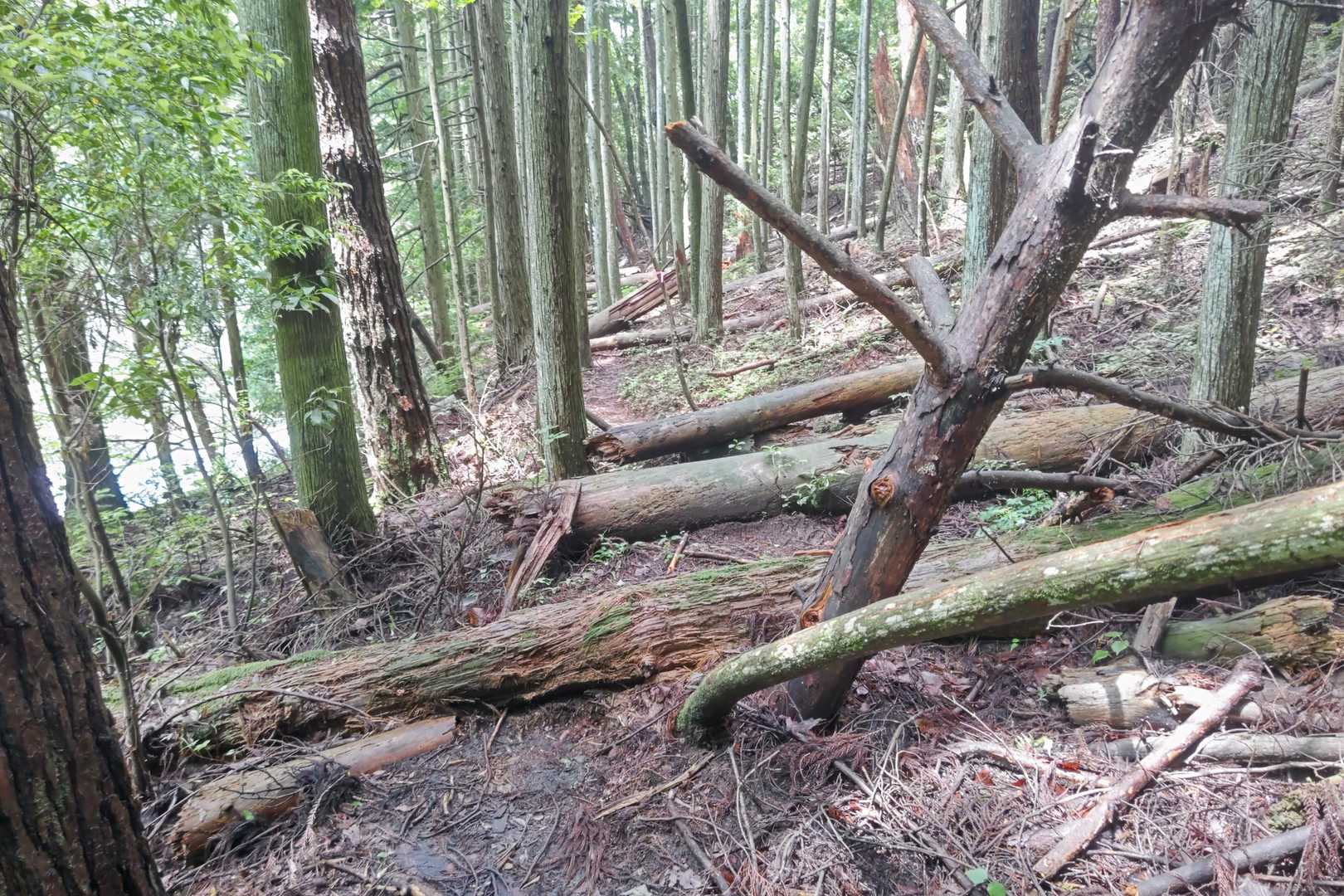 倒木が目立ちました🌳💦