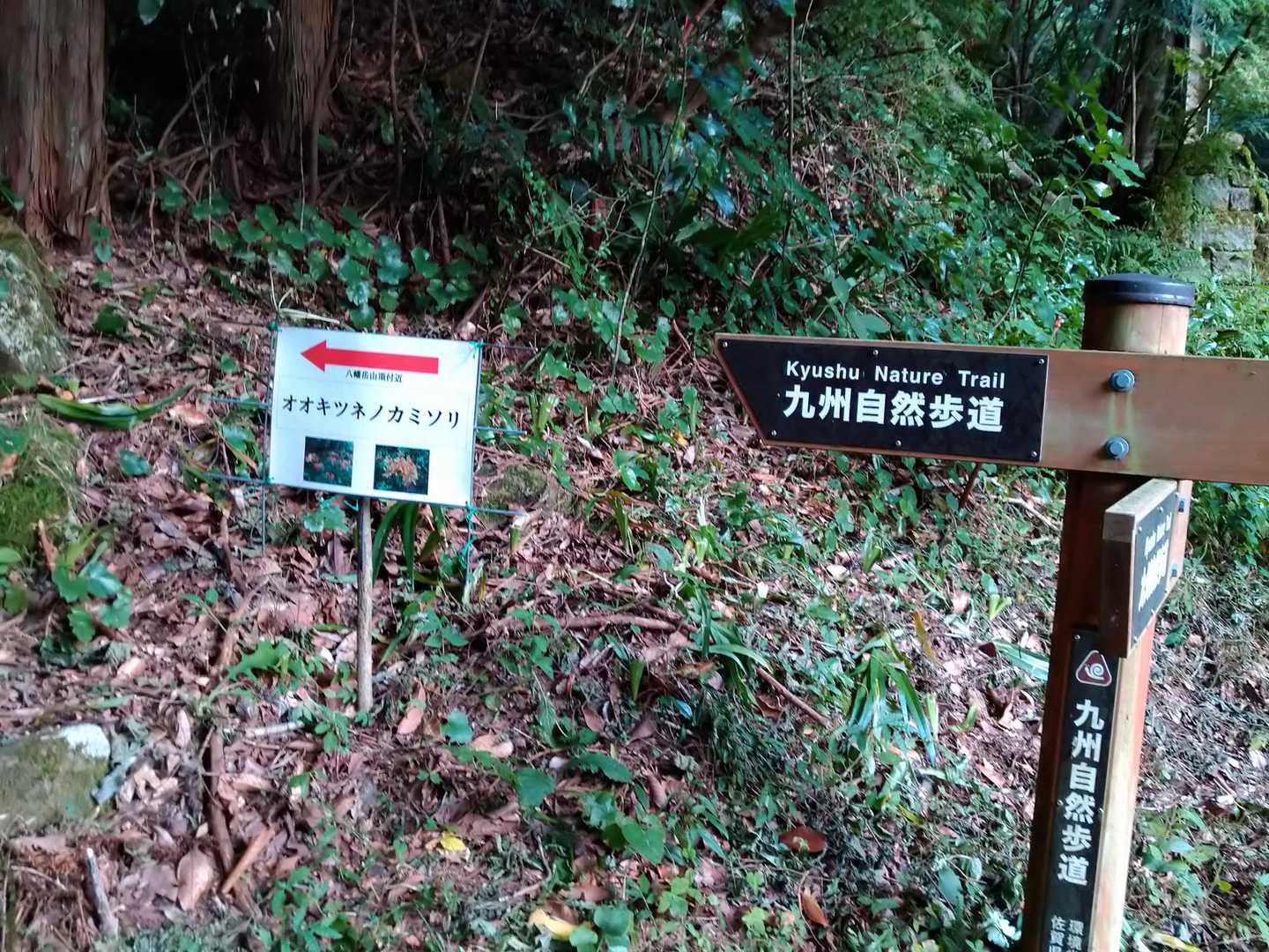 オオキツネノカミソリの案内板！✨