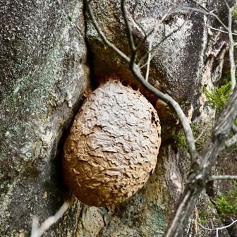 次におむすび岩へ
下る時見つけた　巨大な蜂の巣😱