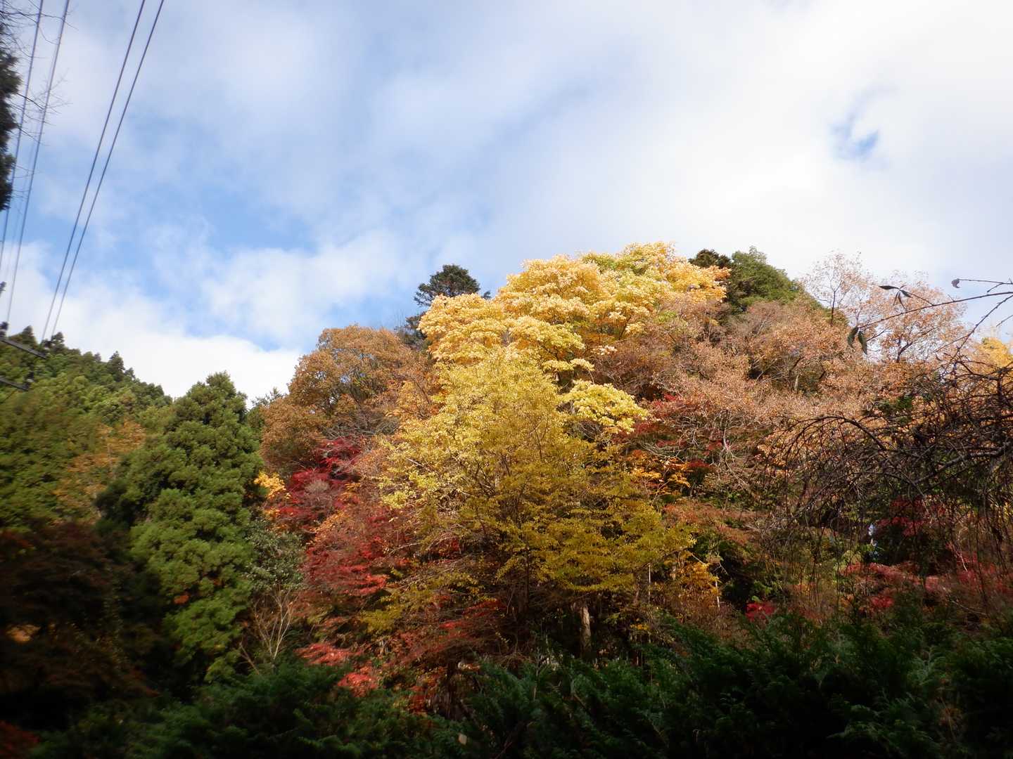 黄色が鮮やか
