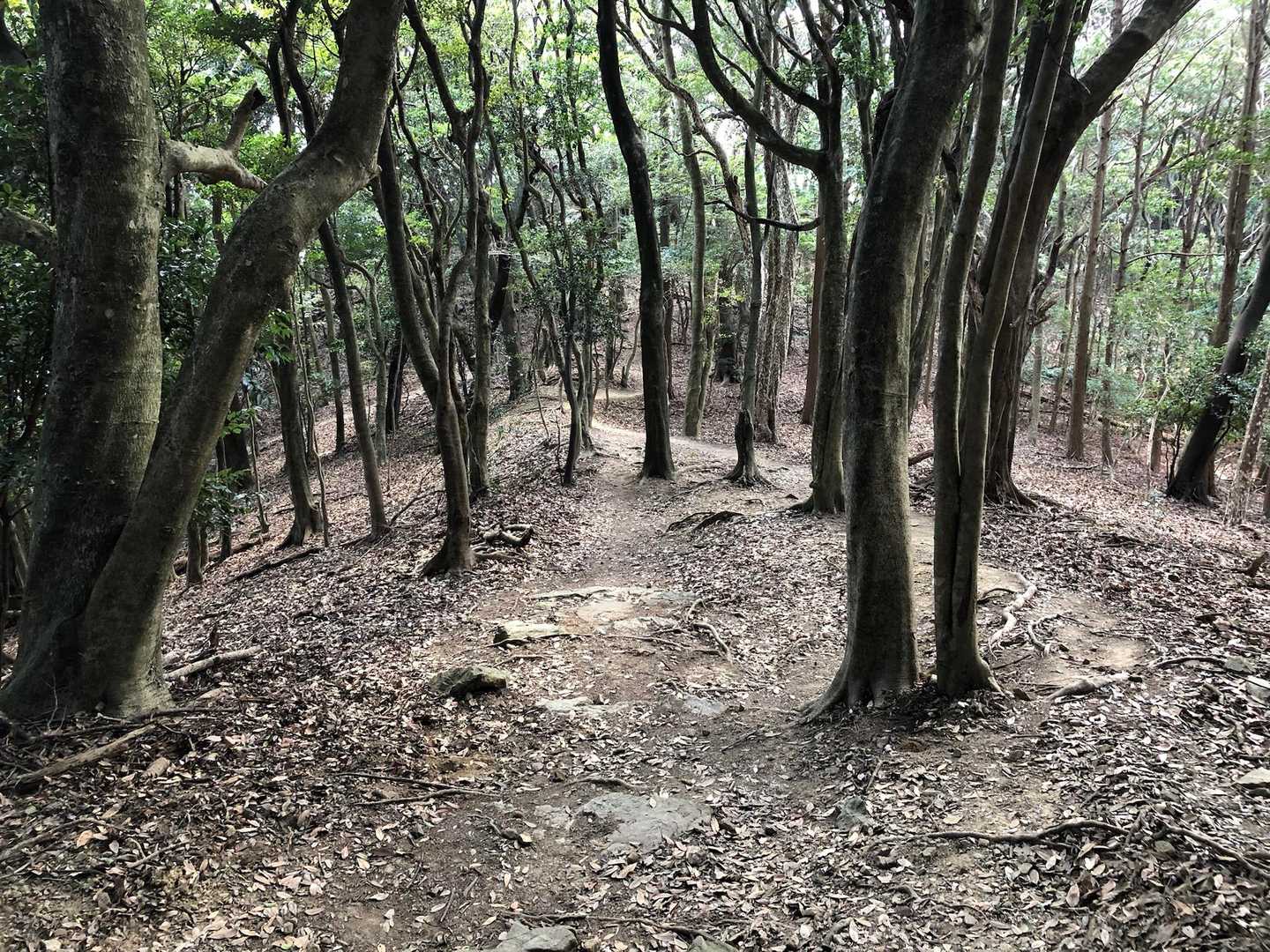 津乃峰山 往復コースの写真