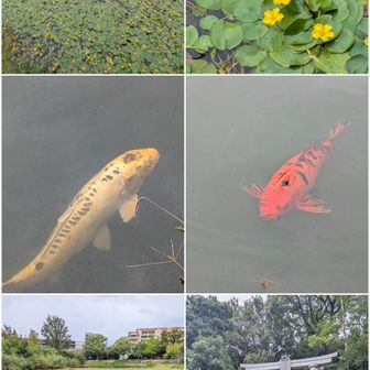 樋之池公園。
アサザの群生。鯉🦈。
どぉどでかい😱。

越木岩神社。