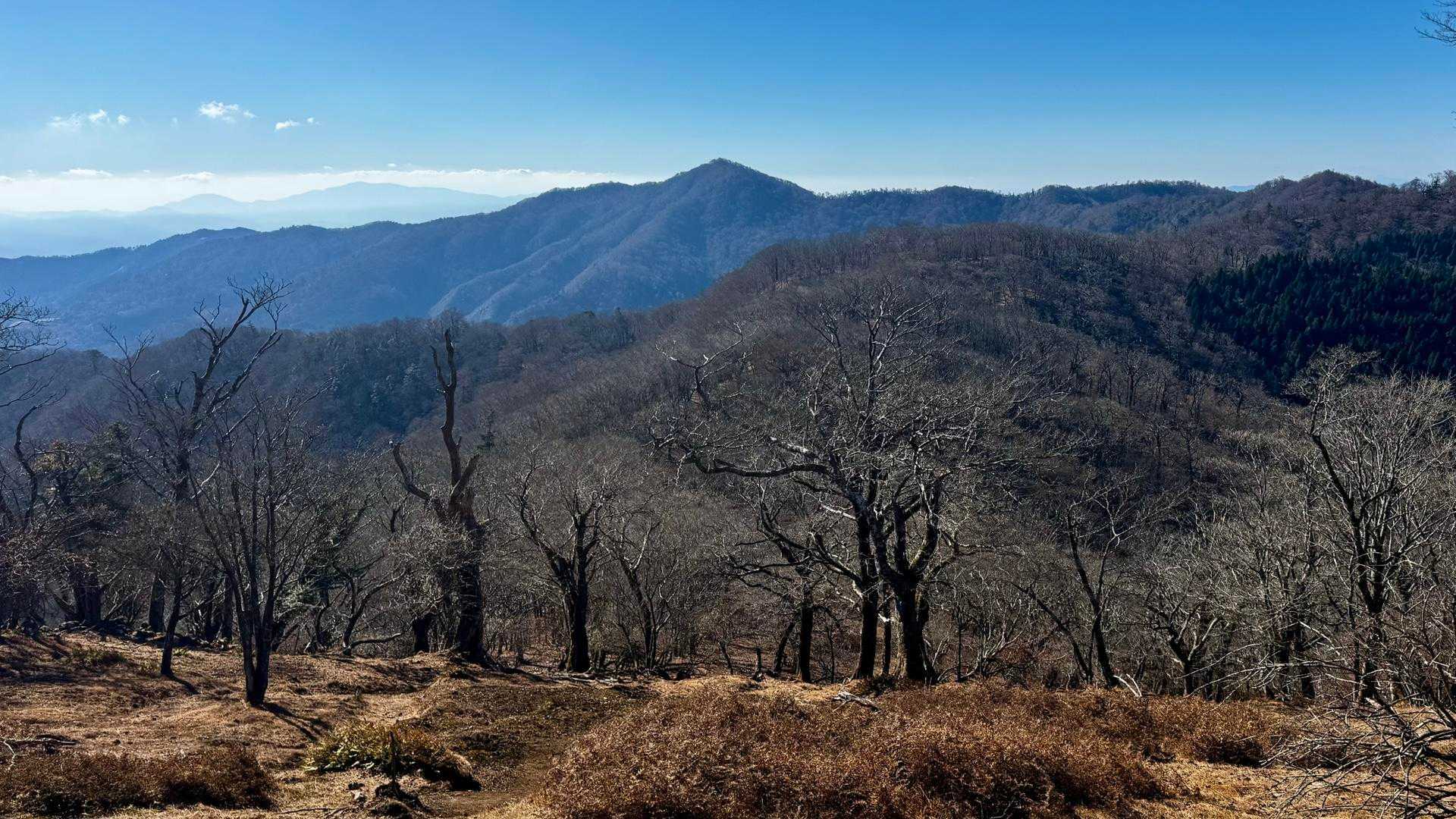 山犬切途中稜線より“⛰️ 上福根山（かみふくねやま）…麓に“福寿草”のお花畑があります♪

“今年の春先の上福根山レポ”
🔺YAMAP📛九州百名山 完了（改訂版100/100） 九州脊梁山地“上福根山”  九州百名山 139/140 
https://yamap.com/activities/38539024