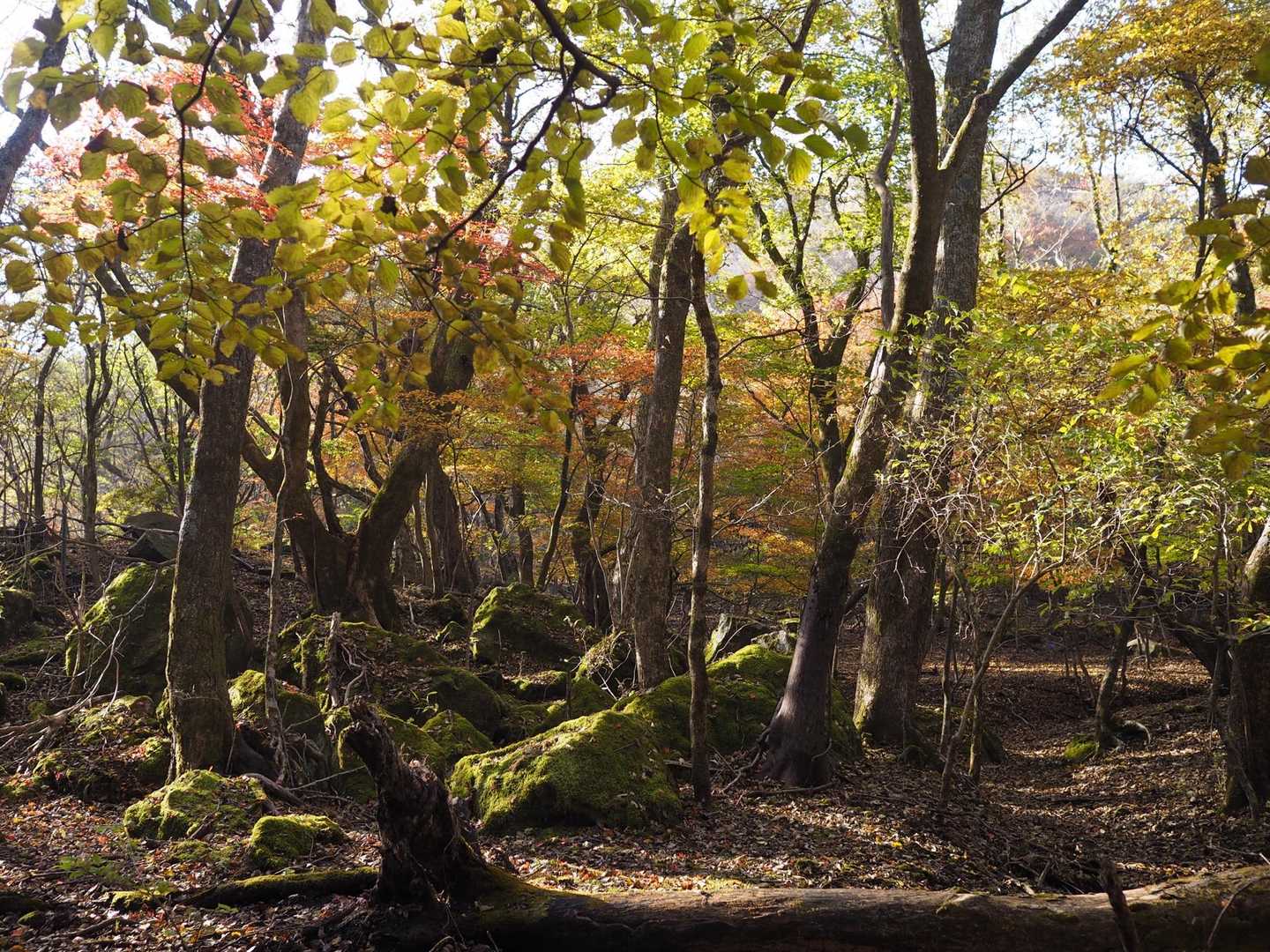 今水登山口-高塚山 往復コースの写真