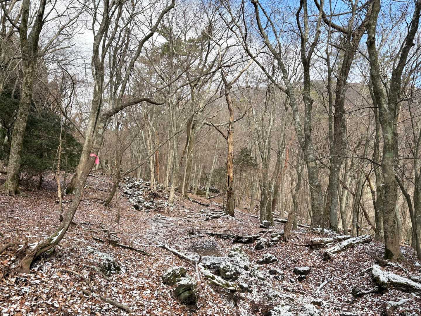 落ち葉🍂にも薄っすら雪❄️