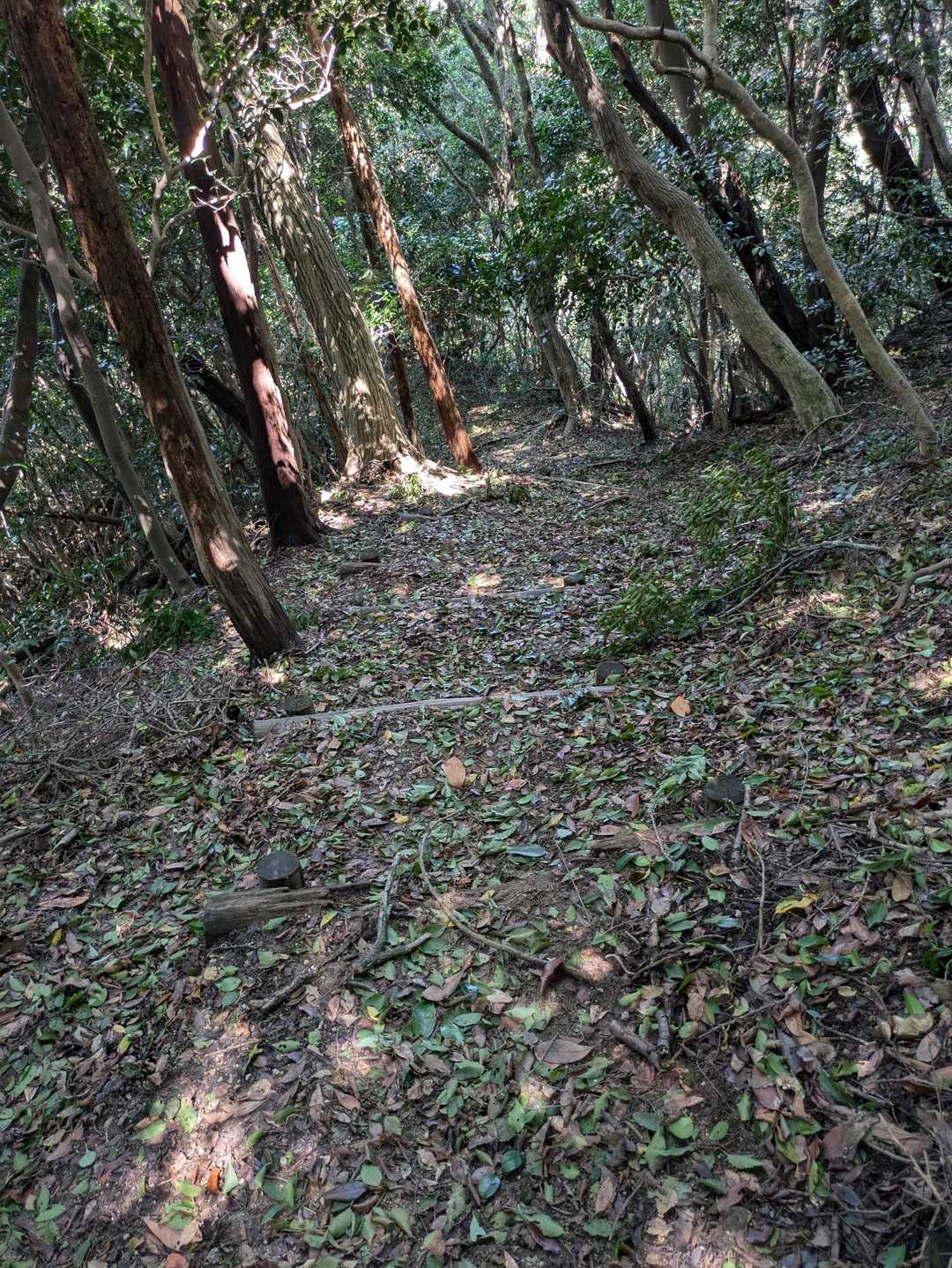 風が強かった影響で若い🌿がたくさん落ちています🌿