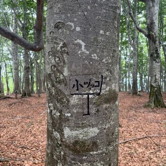 行きで見つけられなかった小ヅッコ⛰️🤭