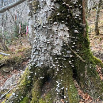 ちょっとキモイキノコ🍄