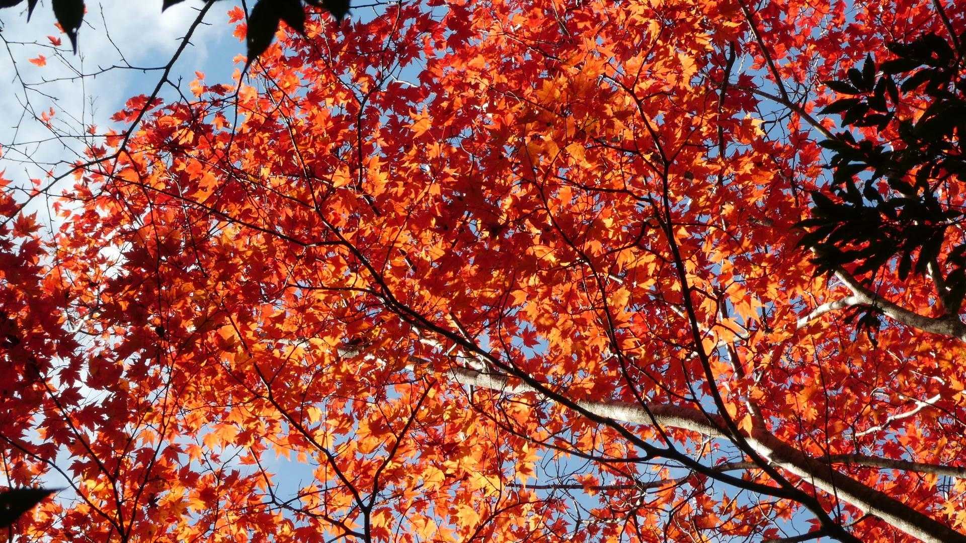 登山やる前は紅葉とか気づきもしませんでしたが、キレイなもんですね😌