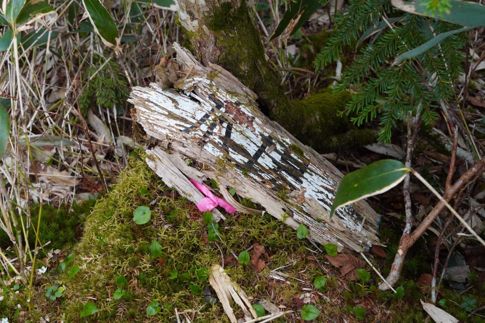 古い水場の標識
ここから沢に降るより、もう少し上ったところの方が登山道に近くて取りやすい