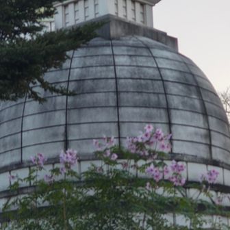 仏舎利塔下に咲き誇る皇帝ダリア