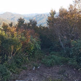 分岐に着きました
ここを下りると石間まで行けるみたいですよ
もと来た道を戻り下山します