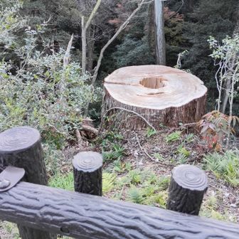 このぶっとい木が台風でもバタバタ倒れたんですよね。
直径1m以上の木なんて、とてもとても私には手に負えません。