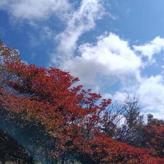 わーーー紅いーーー🍁