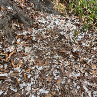 樹上から霧氷の粒が襲撃してきた。霰かと思った。