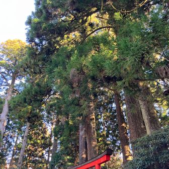 全部が御神木？というくらい大きく立派な杉の木。荘厳な雰囲気に圧倒されました。