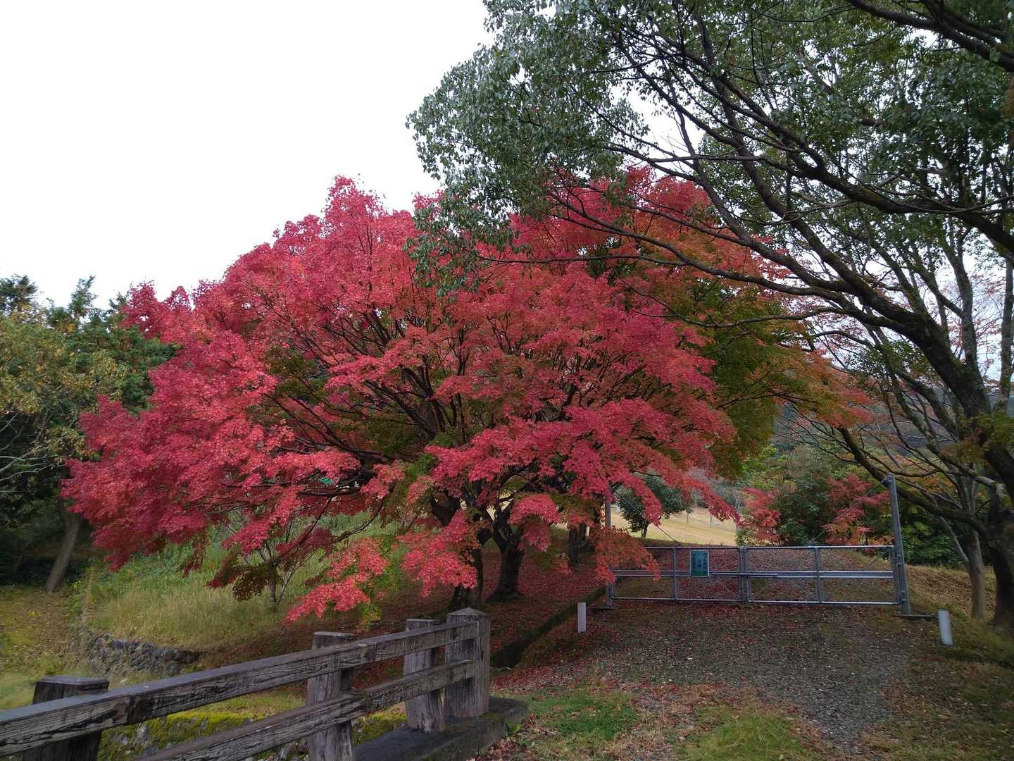 そうそうに降りてきました🙂
今宿野外センターの紅葉