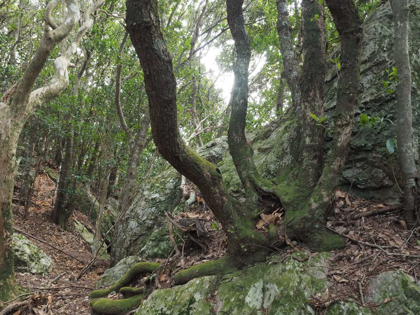 剣峠-八称宣山-京路山 周回コースの写真