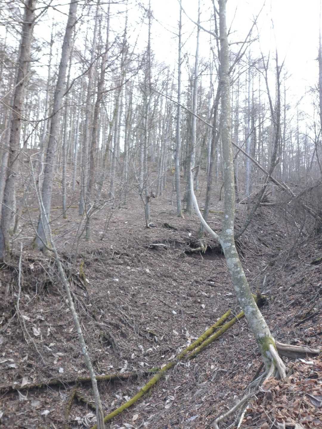 谷沿いを登って行きますが、落葉で踏み跡なども分かりません。
多くはないですが、一応ピンクテープがあるので、遠くのピンクテープを探してそれに向かって登っていきます。
木々の間の何処を登っても同じなので、好きな所を勝手に登って行きます。