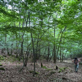 緑が綺麗すぎ！歩くのはキツすぎ！