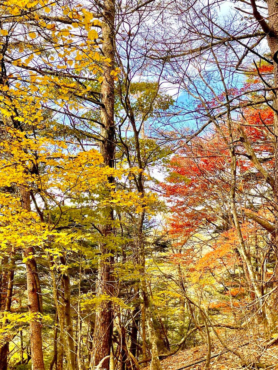 三ッ峠山 | 太宰治の随筆に登場する頂は、南アルプス・八ヶ岳・奥秩父の眺望も秀逸の写真