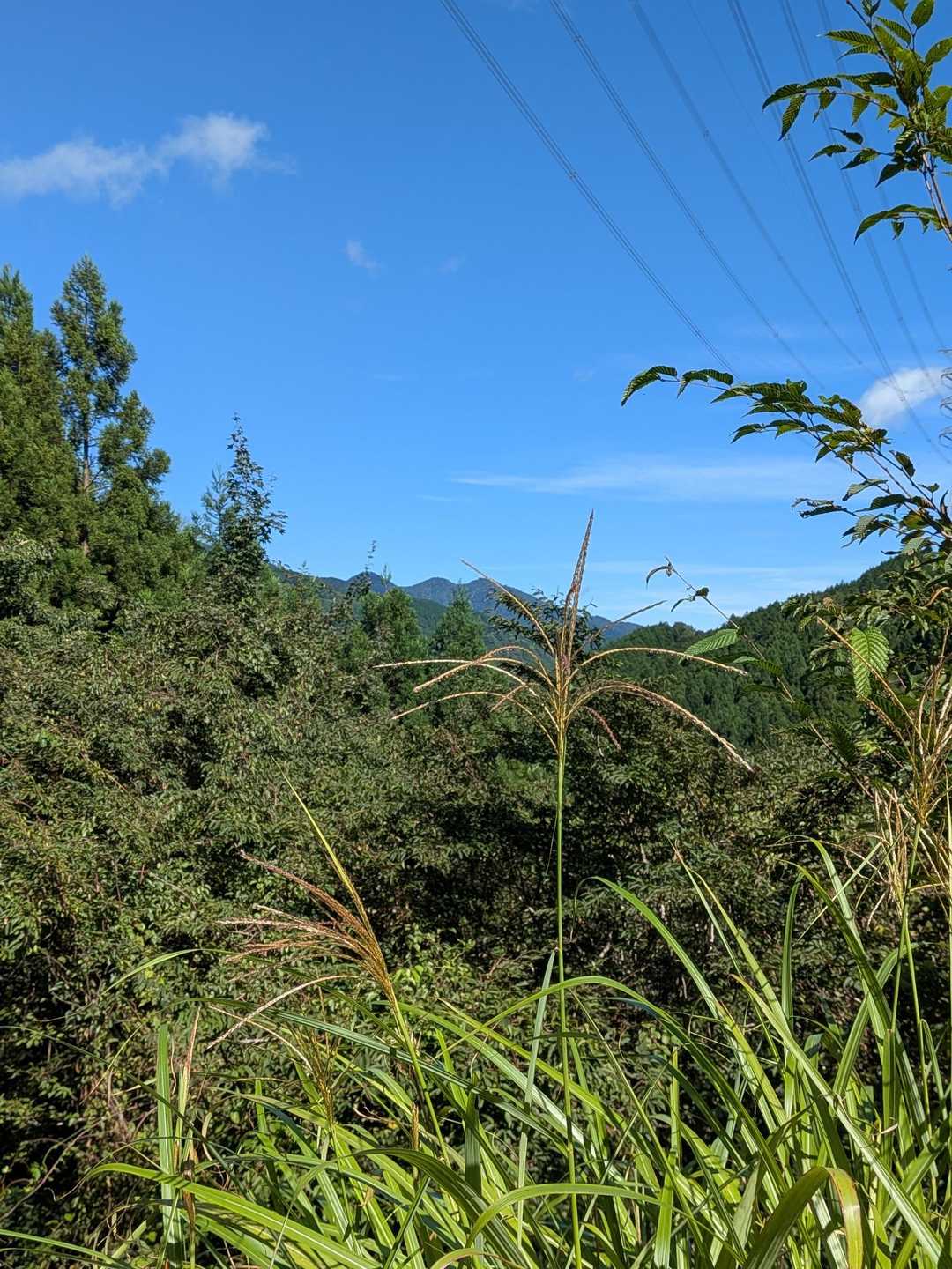 今日は久しぶりの青空☀♪
この先も雨続きの予報なので
溜まった洗濯物は無視して山へと向かうのだ😄
あれは三峰山かな?
