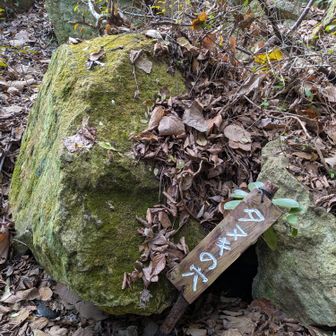 タヌキの穴？🫡