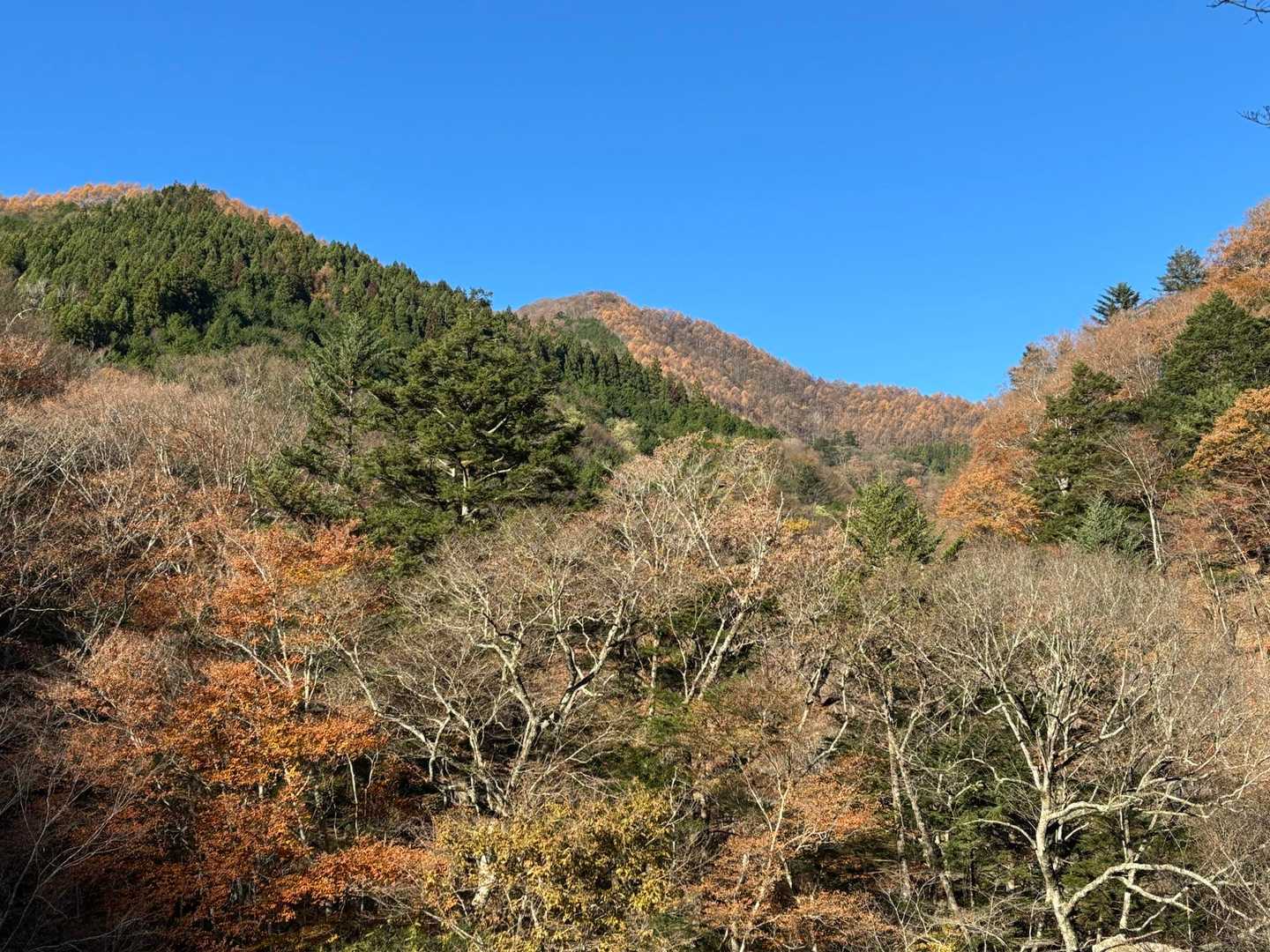 朝の気持ちのよい空気の中を、てくてく歩きます🚶‍♀️