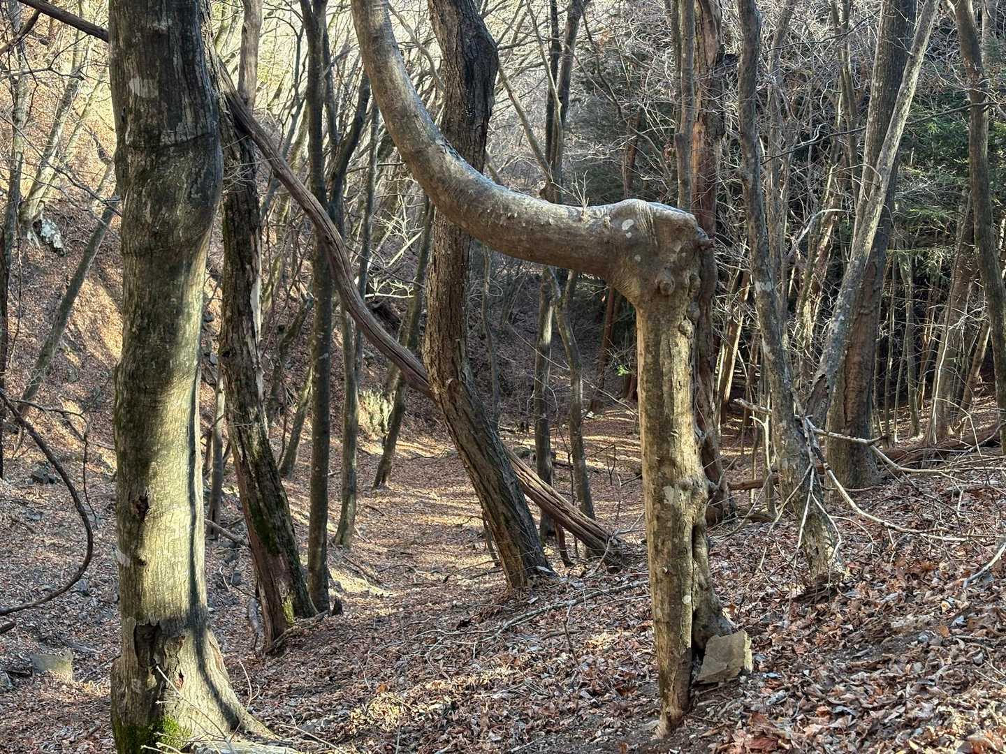 この写真なんで撮ったんだっけ…

膝関節みたいだなって思って撮ったんだ
山行中の写真はこんなんばっかり